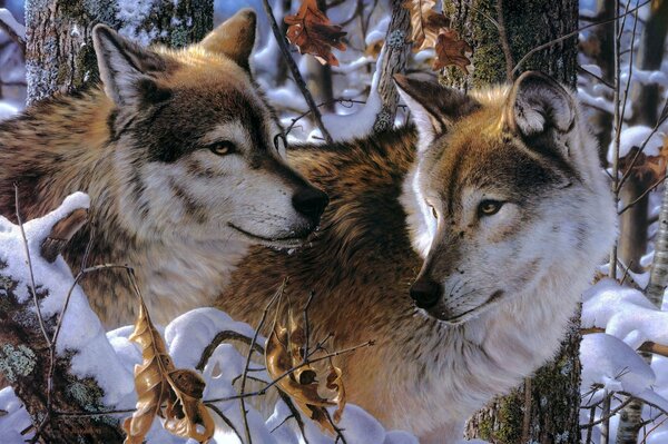 Волки лесные злодеи на снегу