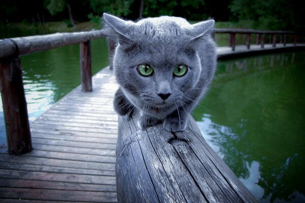 Lustige Katze sitzt am Geländer