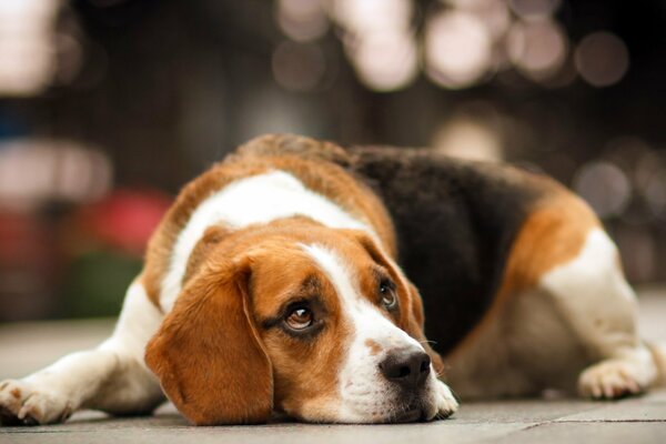 A beagle lying on the street with a sad look