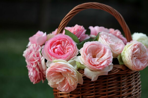 Бело-розовые розы в плетёной корзинке на тёмном фоне