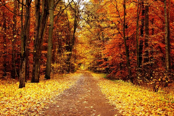 Parco autunnale con passerella