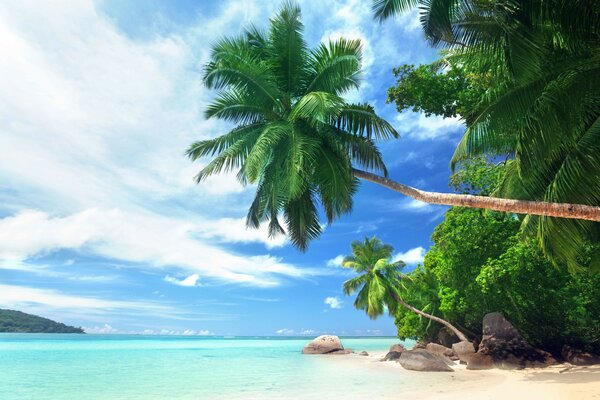 Plage tropicale, sur l océan