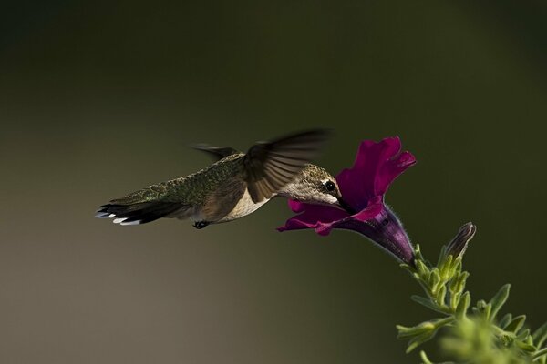 Macrofoto de colibrí en una flor de Petunia