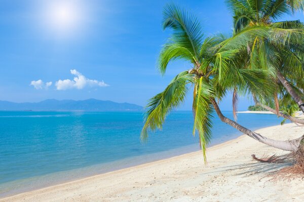 Paradise clean tropical beach against the blue sky