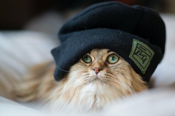 Chat moelleux dans un chapeau noir