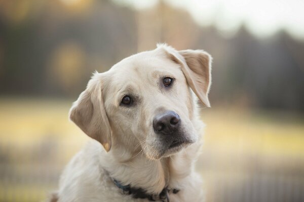 Cane bianco con uno sguardo intelligente