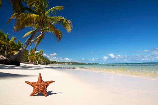 La estrella de mar se relaja en la playa