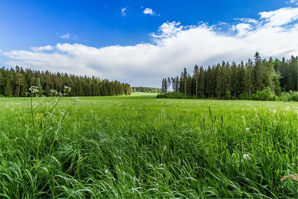 Landscape with field and forest in the distance