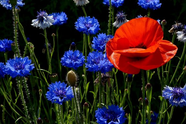 Cornflowers and poppies on a black background