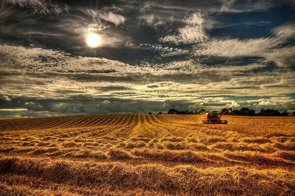 Cosecha en el campo por la cosechadora