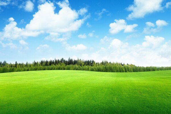 Hellgrüne Graswiesen. Sommertag. Wald am Horizont