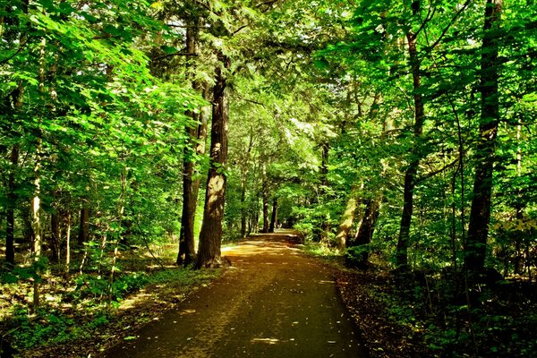 Camino de verano en el bosque