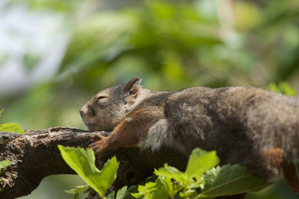 Ardilla duerme abrazando una rama