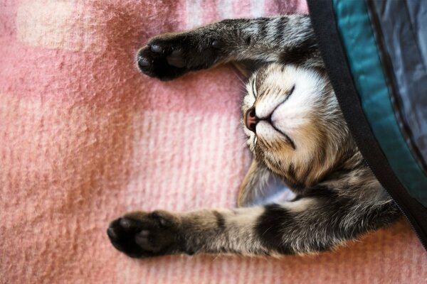 Schlafen Sie eine Katze unter einer Bettdecke mit Pfoten