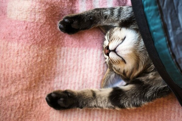 Dormir un chat sous une couverture avec des pattes