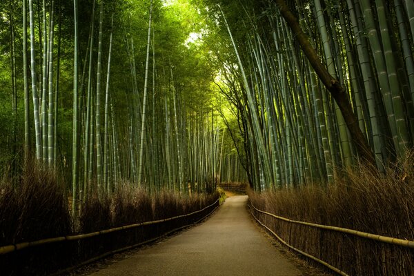 The road in the bamboo forest