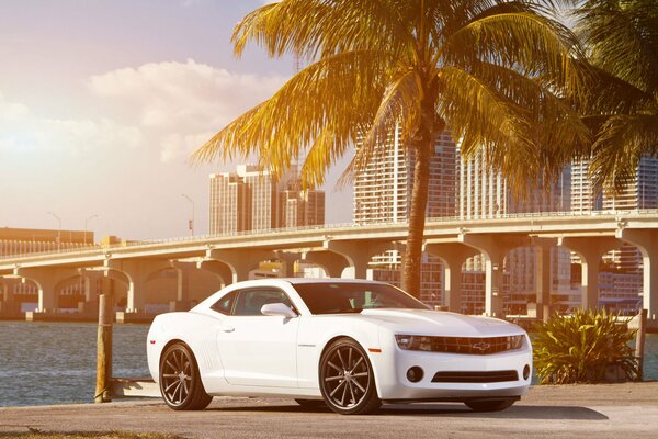 Big city, ocean, palm trees, white car