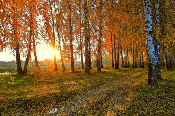 Herbstlandschaft mit Birken