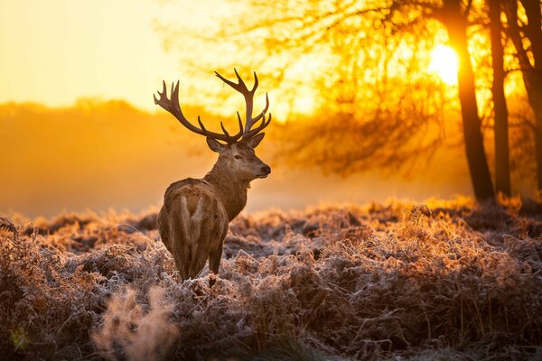 Cerf dans la forêt au coucher du soleil