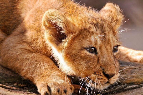 A lion cub is hunting someone in nature