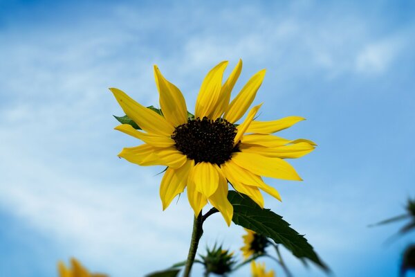 Sonnenblume auf blauem Himmelshintergrund