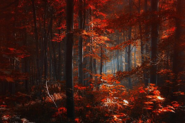 Autumn gloomy forest. Crimson foliage of trees