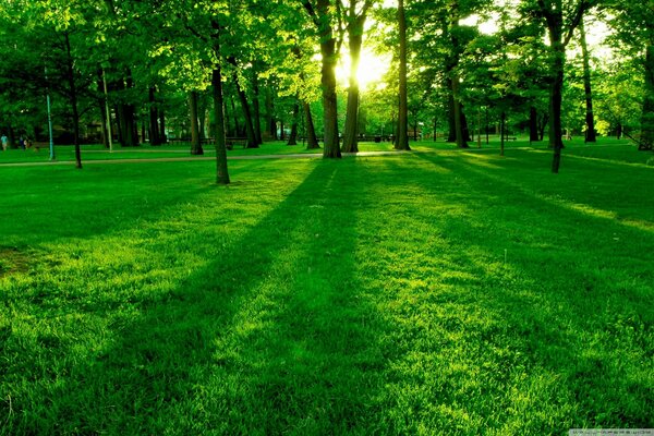 Diverse tonalità di verde in erba e palme