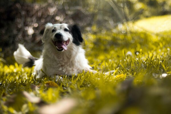 Schwarzer und weißer Hund auf grünem Gras