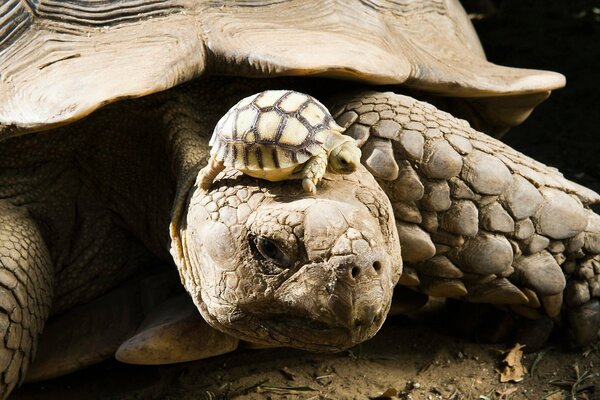 Una gran tortuga con un bebé en la cabeza