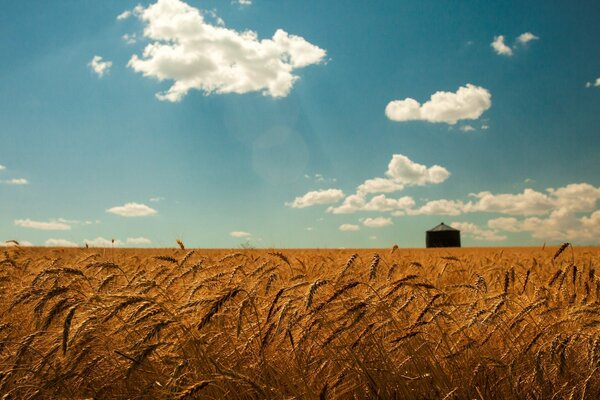 Campo di grano con fienile