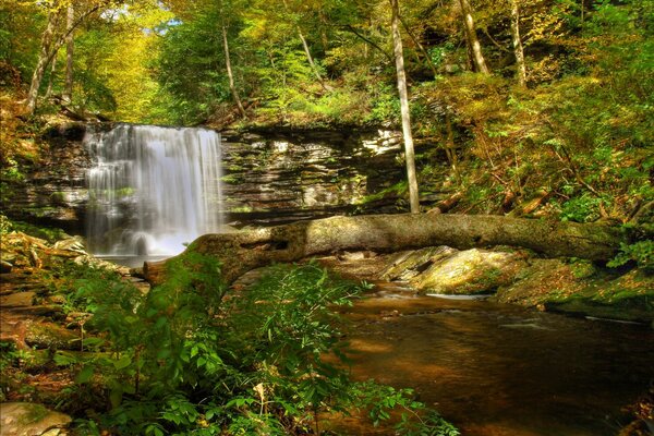 Arbres près d une petite cascade