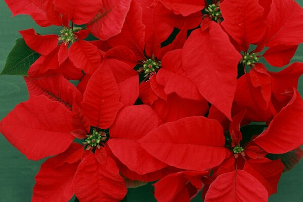 Fleurs rouges bouchent