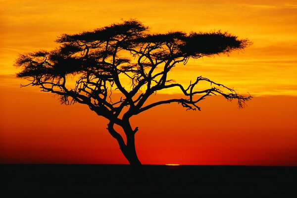 Silhouette of a tree in the sunset sky