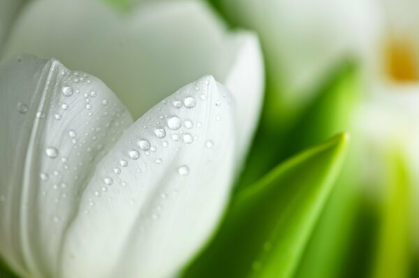 Blütenblätter einer weißen Tulpe in Tautropfen