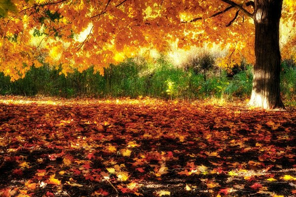 Foresta d autunno in una giornata di sole