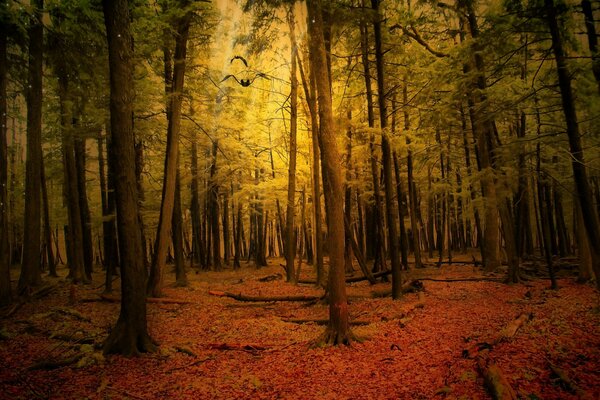 Herbstliche Waldlandschaft im Dunkeln