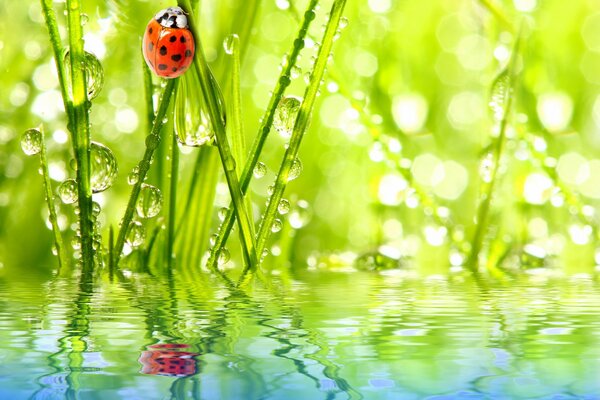 Ladybug on the grass. Grass in the water