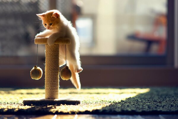 A little kitten is playing on a scratching post