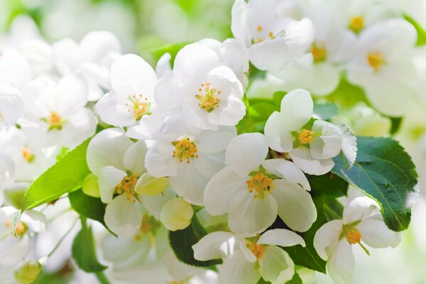 Белые цветы вишни на размытом фоне