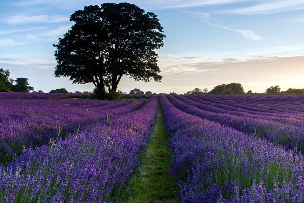 Valle de lavanda y el árbol solitario