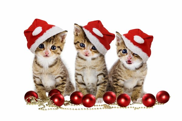 Tres gatitos de Navidad en gorras