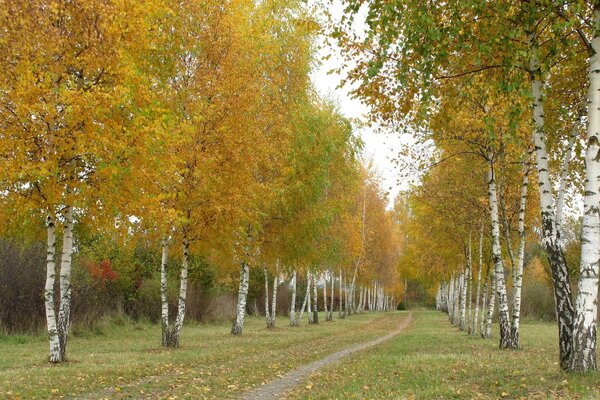 Autumn road between slender birches