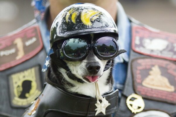 A dog with glasses and a helmet stuck out its tongue