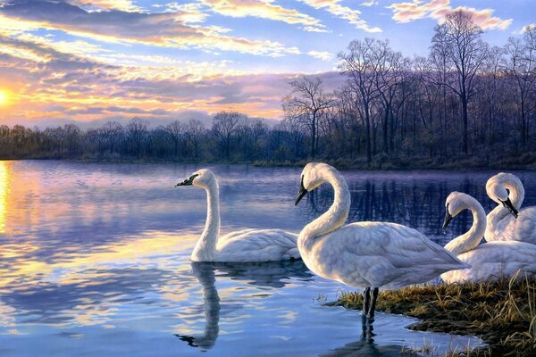 Art landscape swans on the lake