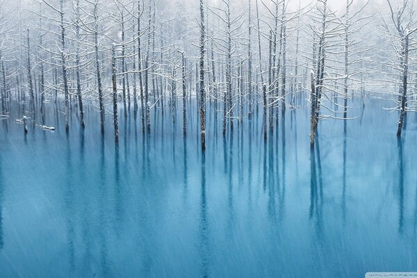 Simony landscape trees in a pond