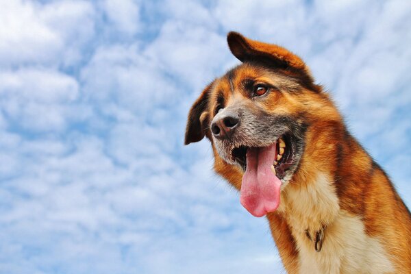 Un perro con la lengua en medio de las nubes