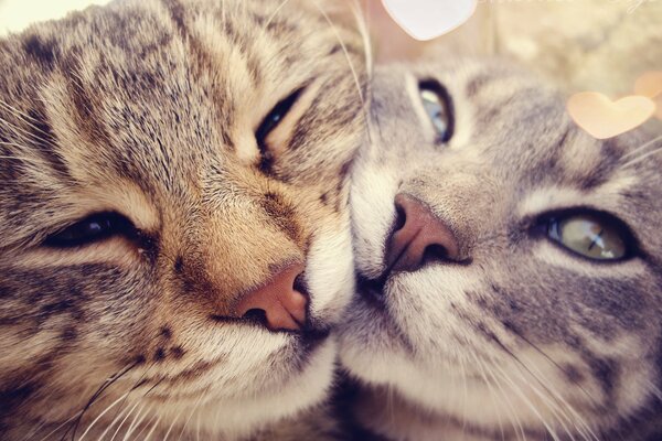 Zärtlichkeit und Zuneigung und Liebe der Katze