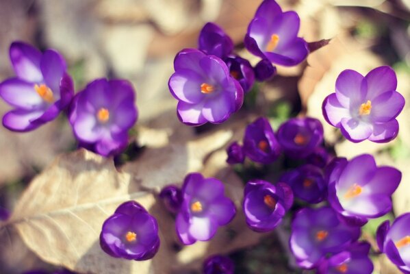 Fiori viola su foglie secche