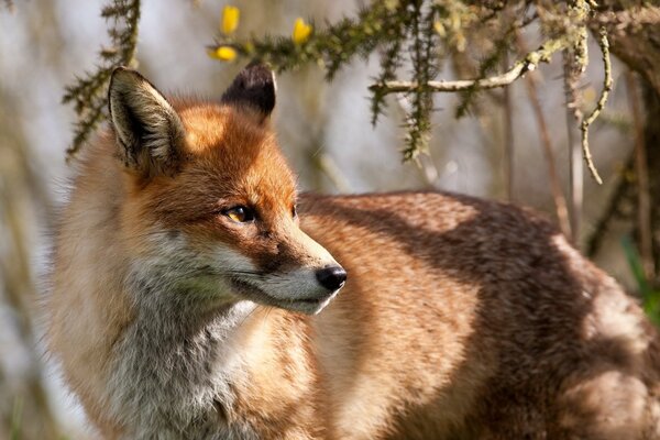 Red fox in the glare of the sun