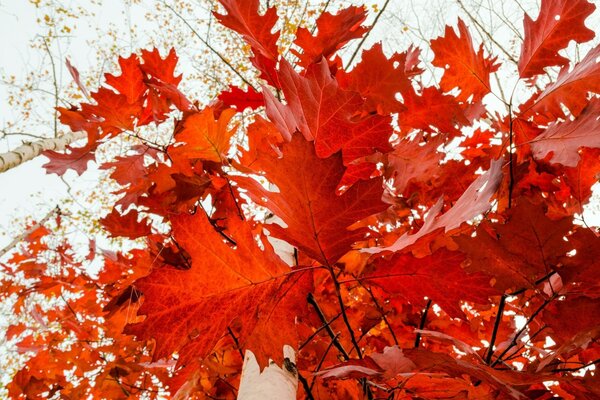 Fogliame autunnale rosso nella foresta